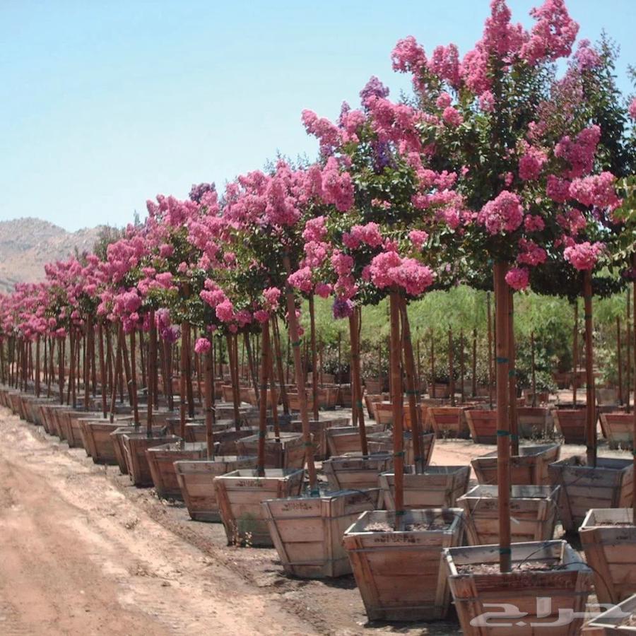 متخصصون في توريد اشجار ولاند سكيب64458199238531110