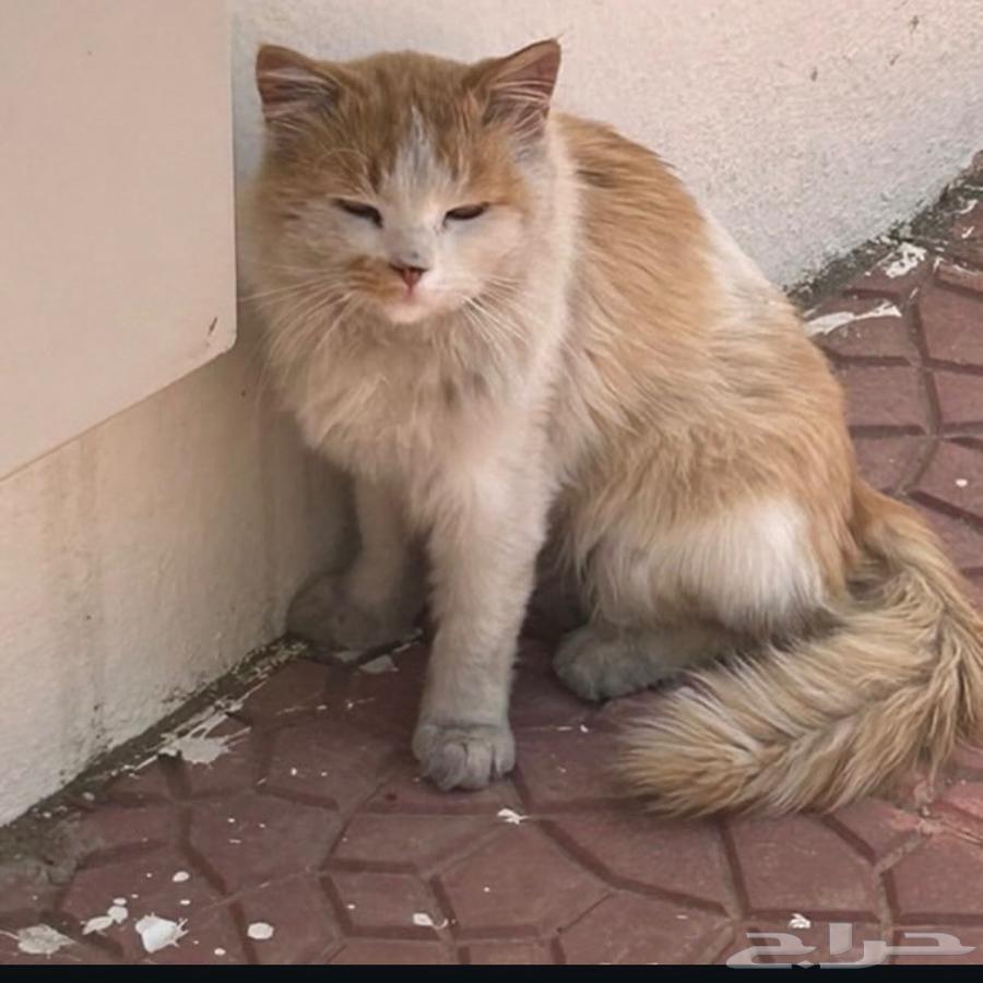 قط متخلى عنه للتبني64345796516609111