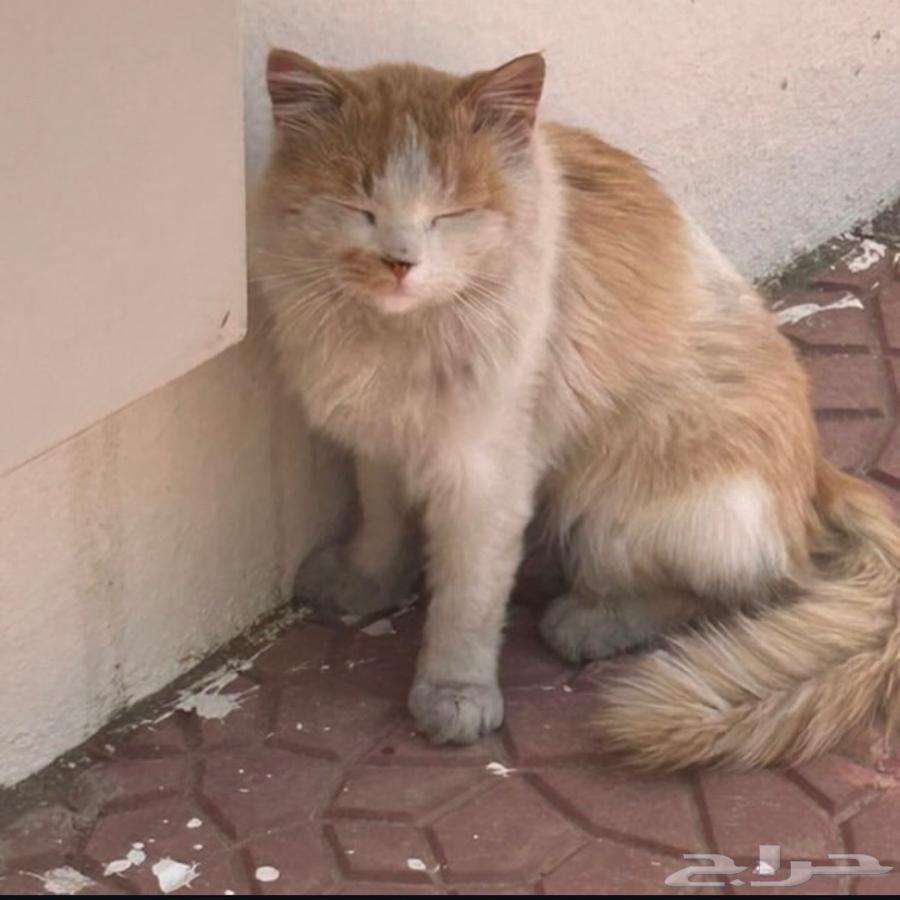 قط متخلى عنه للتبني64345796516609113