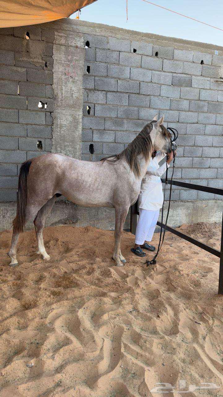 ايواء وتدريب خيل دمج64422300085378110