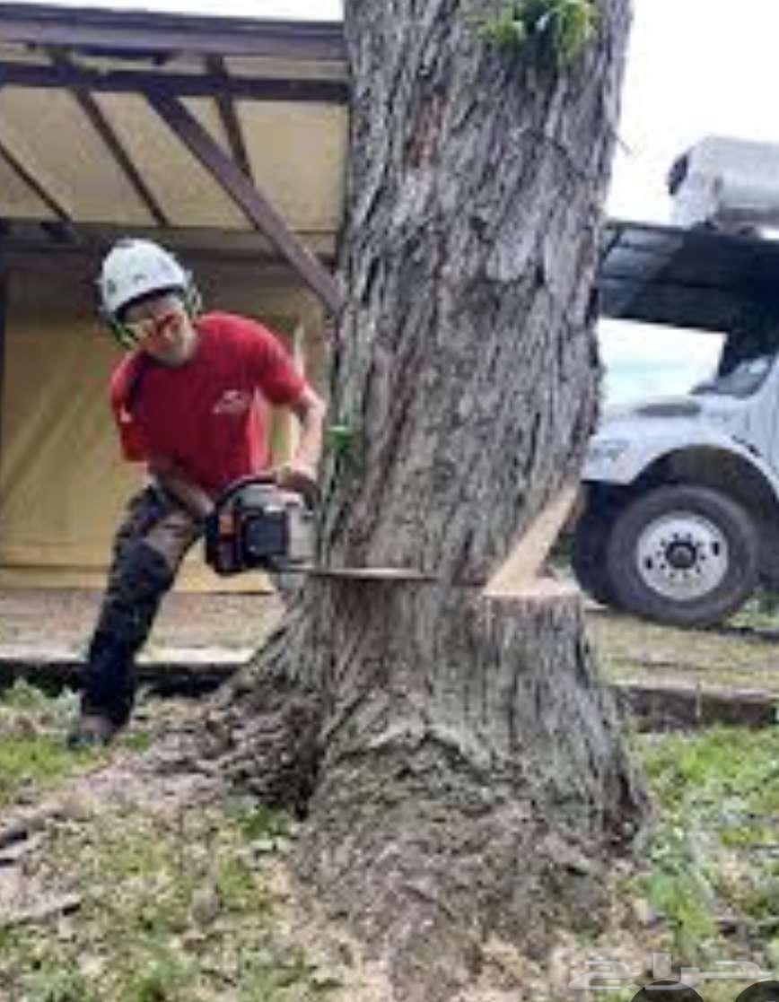 Tree Cutting and Removal of Palms64403184661762114