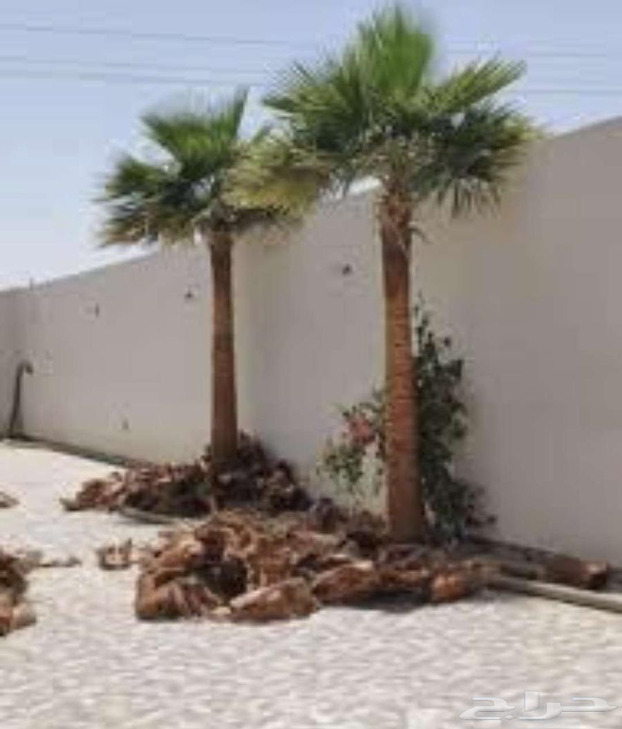 Tree Cutting and Removal of Palms64403184661762112