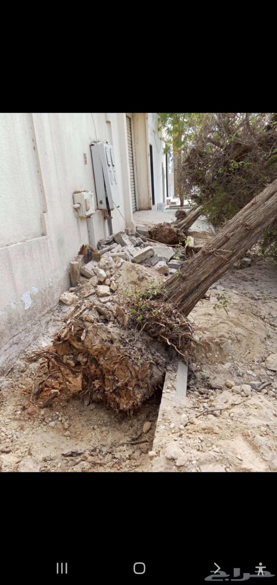 Tree Cutting and Removal of Palms64403184661762111