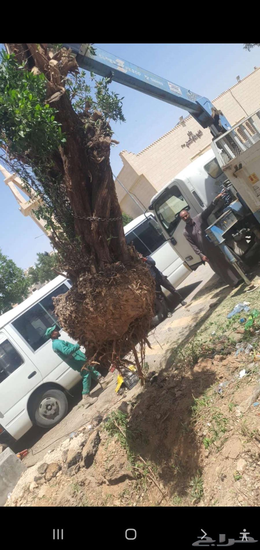 Tree Cutting and Removal of Palms64403184661762113