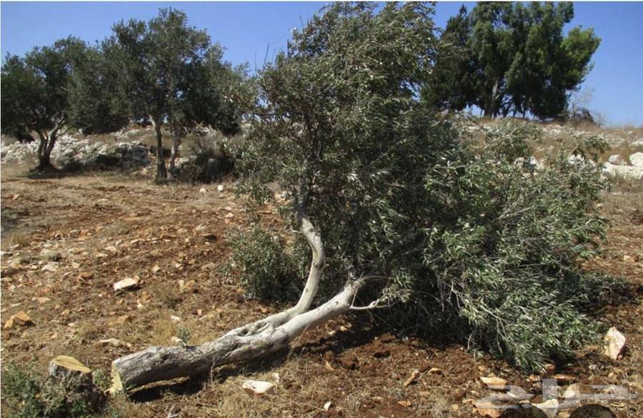 Tree Cutting and Removal of Palms64403184661762110