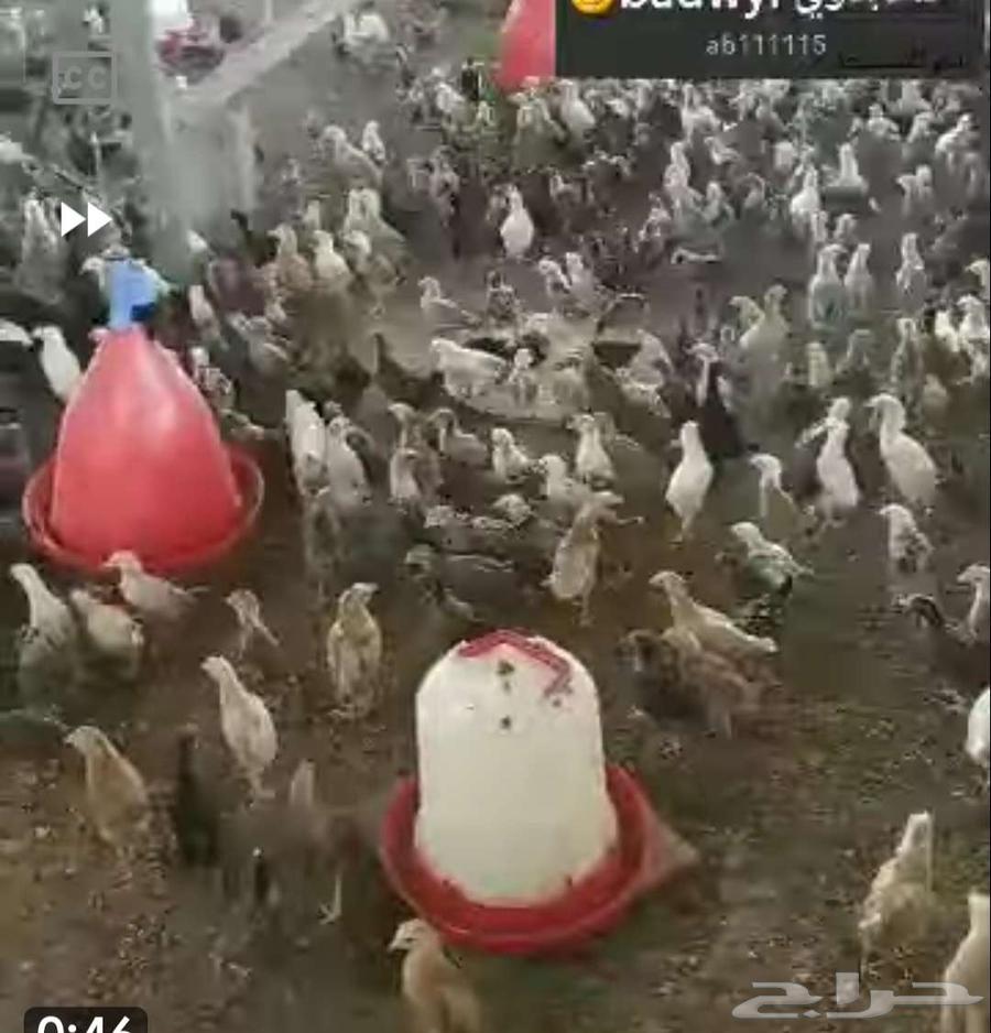 مزرعة دجاج بلدي للاجار64379924371329110