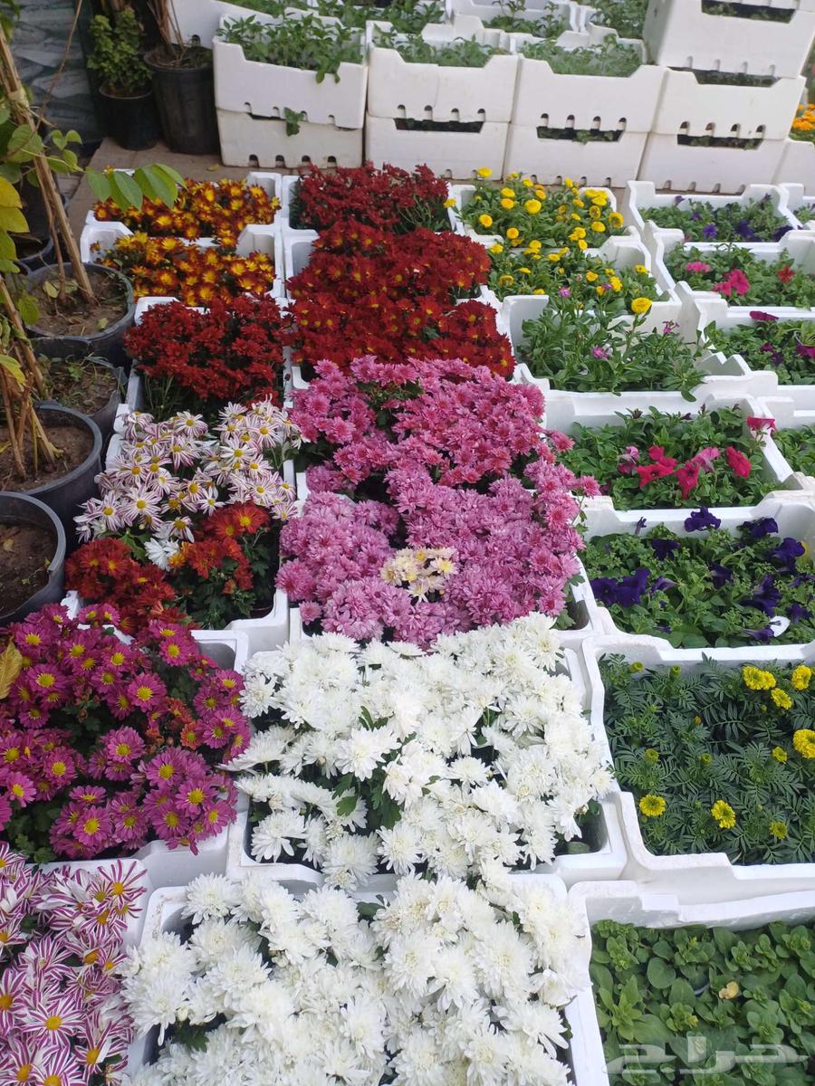 مزارع للحدائق الفلل والاستراحات في العماريه64423036454657110