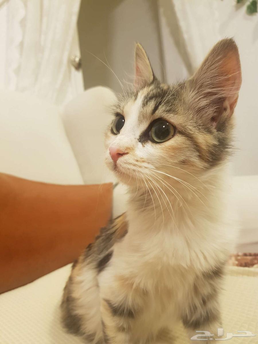 قطه صغيره للتبني64457853933825110