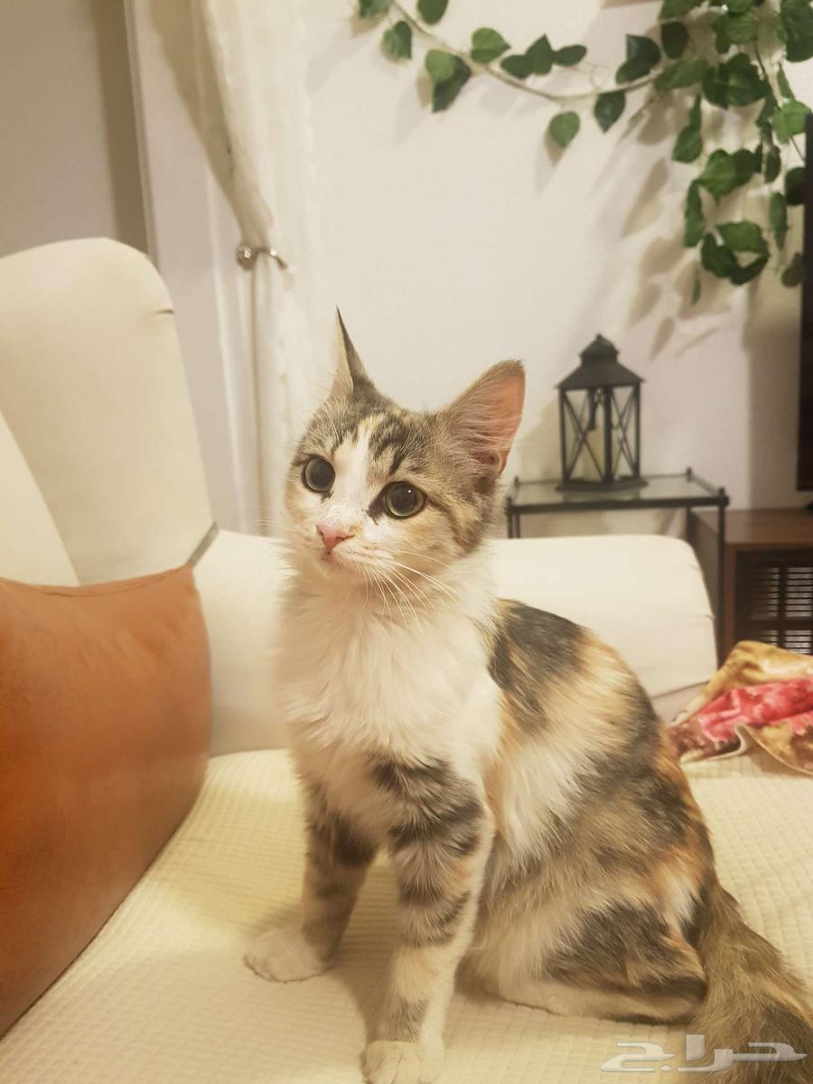 قطه صغيره للتبني64457853933825111