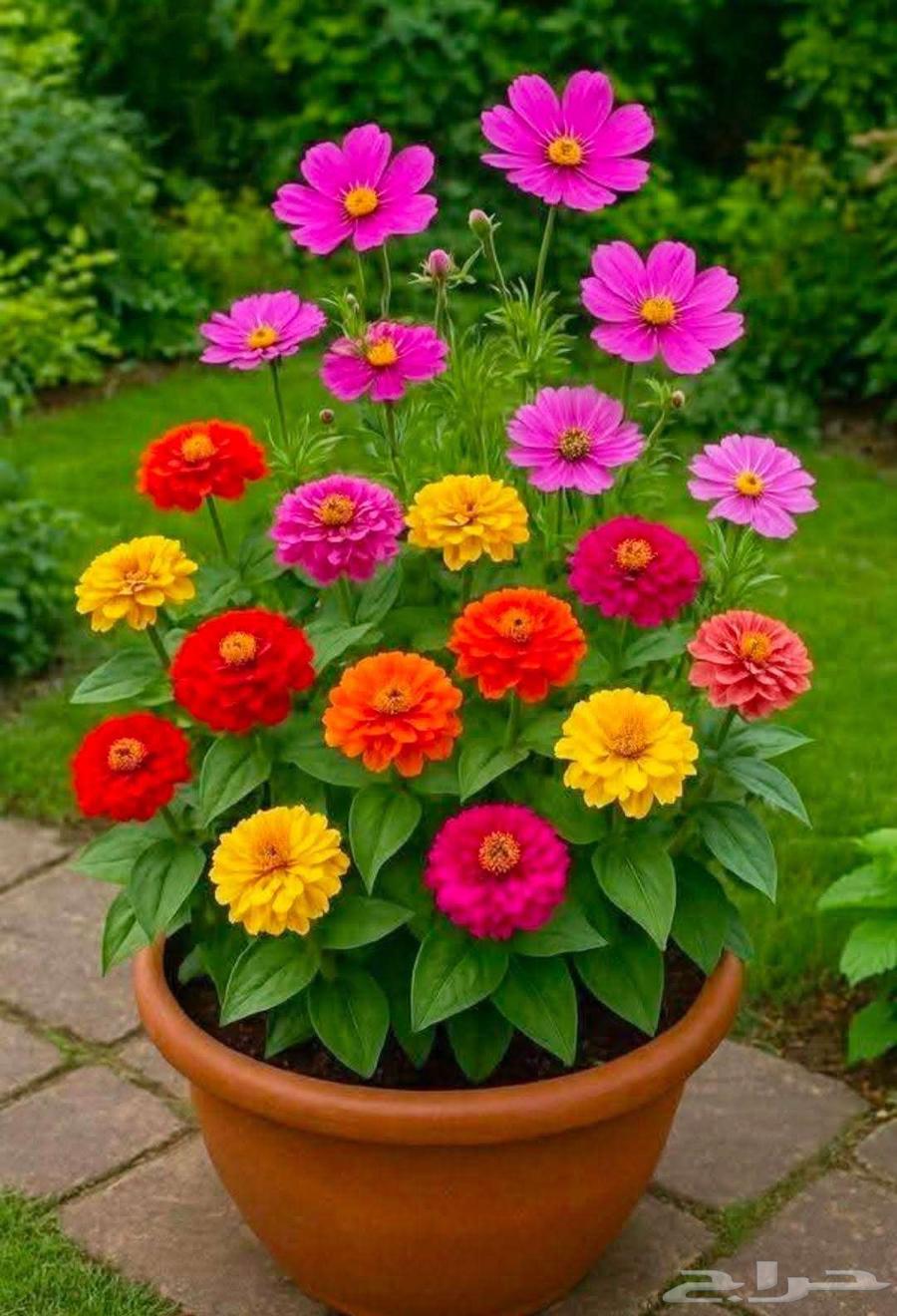 مزارع للحدائق الفلل والاستراحات في العماريه64423036454657114