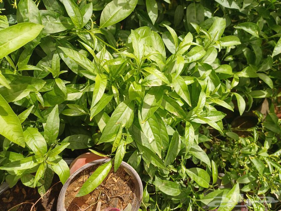 مزارع للحدائق الفلل والاستراحات في العماريه64423036454657112