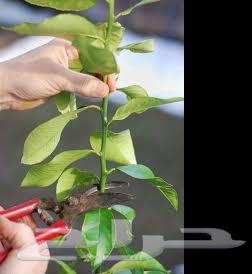 Tree Trimming: Professional Design and Pruning64458840259331110
