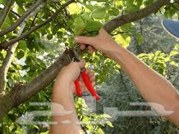 Tree Trimming: Professional Design and Pruning64458840259331111