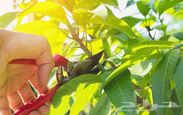 Tree Trimming: Professional Design and Pruning64458840259331114