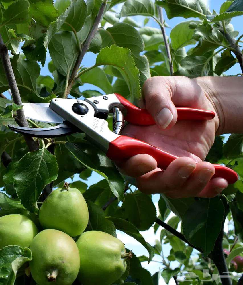 Tree Trimming: Professional Design and Pruning64458840259331113