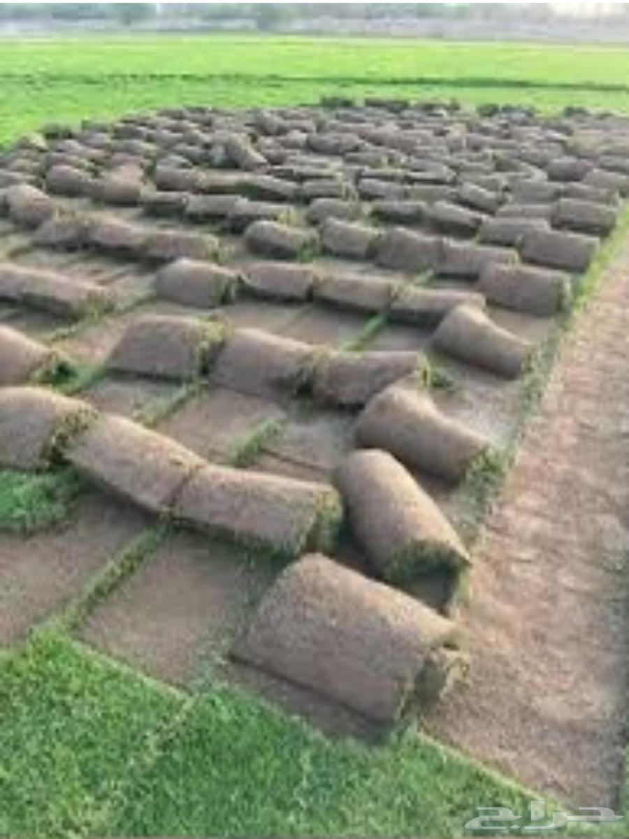 انشاء حدايق وبيع جميع الاشجار الكبير والصغيره64458688721665114