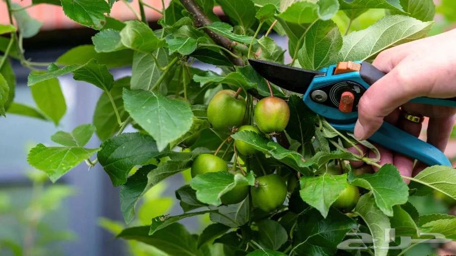 Tree Trimming: Professional Design and Pruning64458840259331112