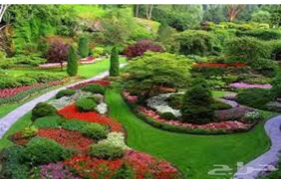 انشاء حدايق وبيع جميع الاشجار الكبير والصغيره64458688721665111