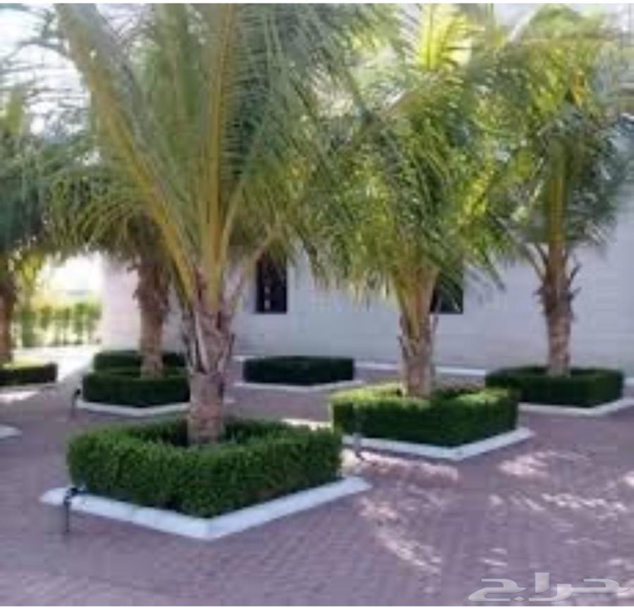 انشاء حدايق وبيع جميع الاشجار الكبير والصغيره64458688721665110