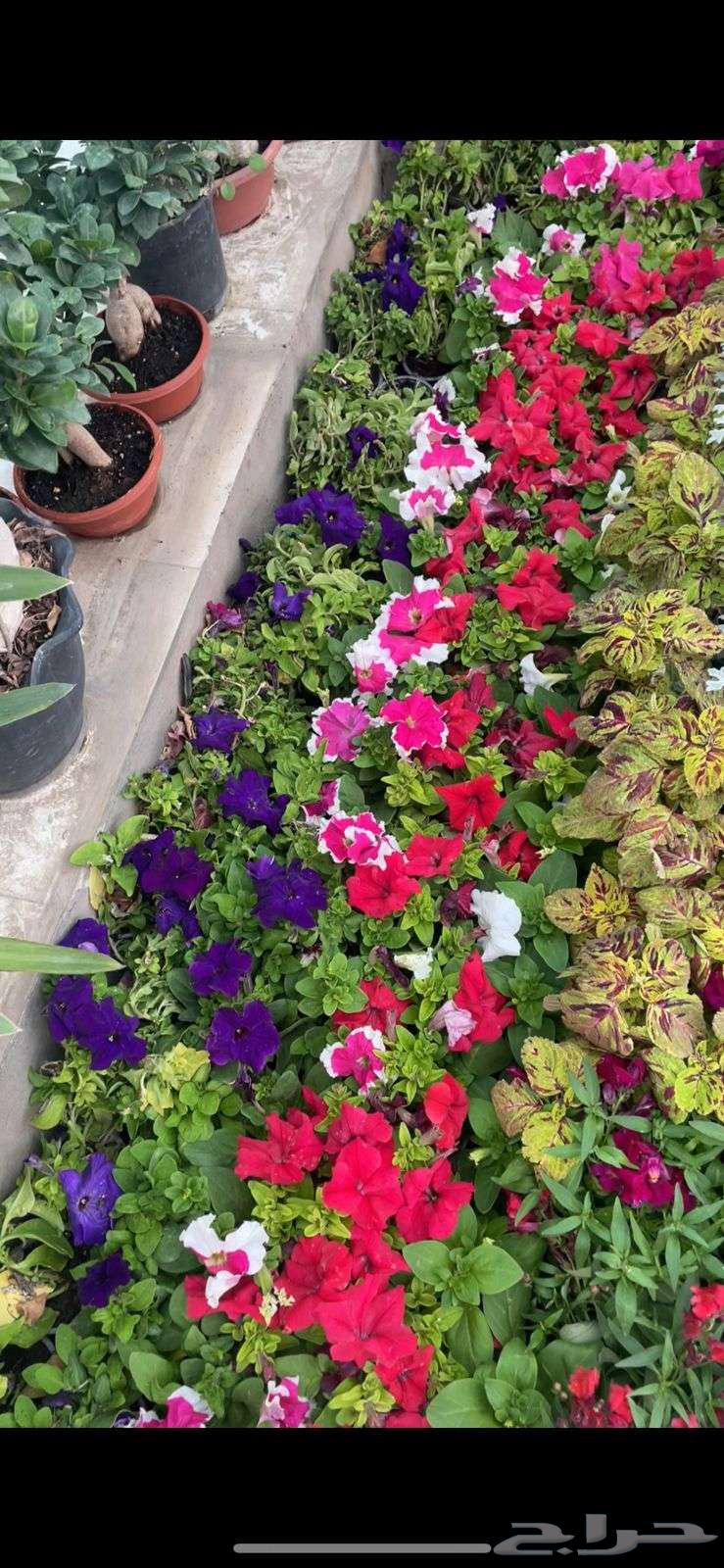 Landscaping and Tree Arrangement64459558052611111