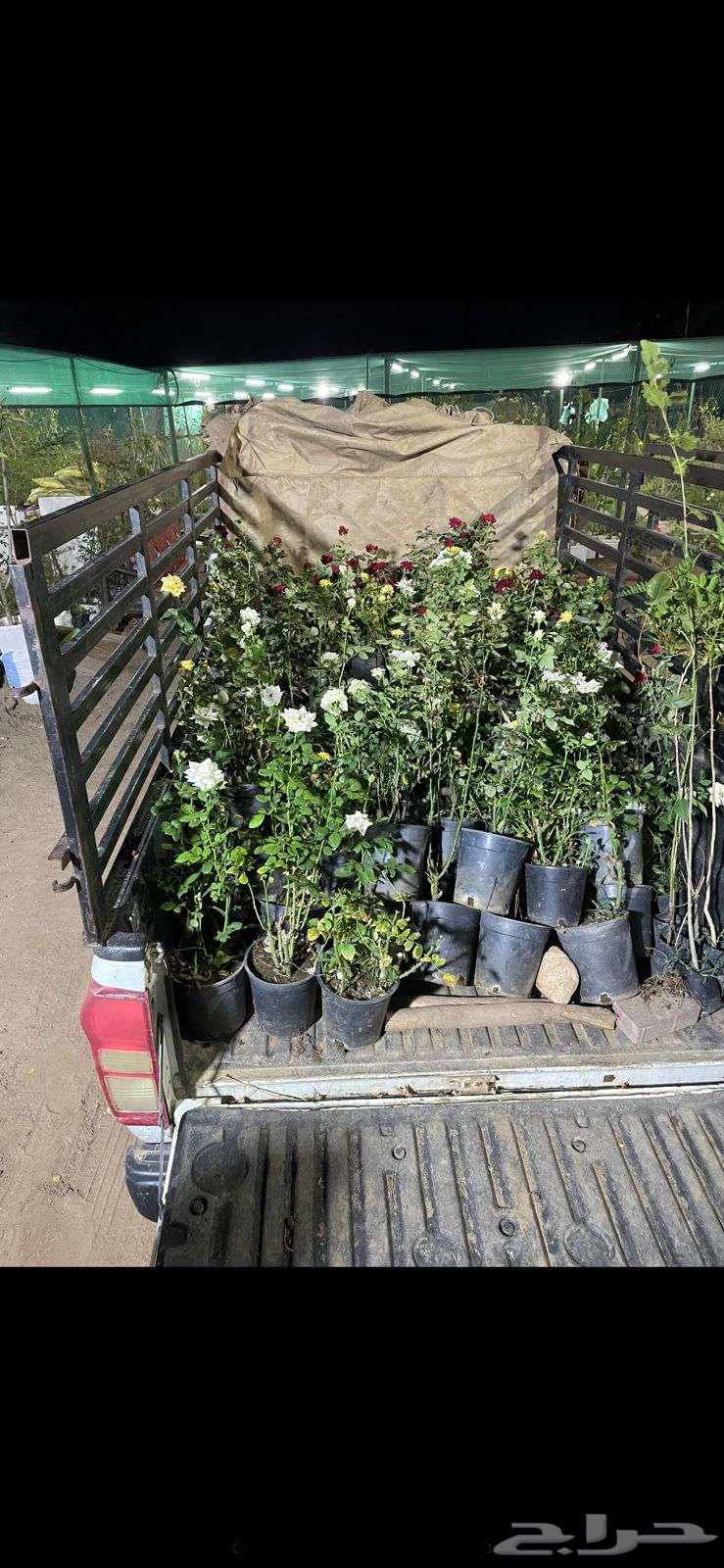 Landscaping and Tree Arrangement64459558052611112