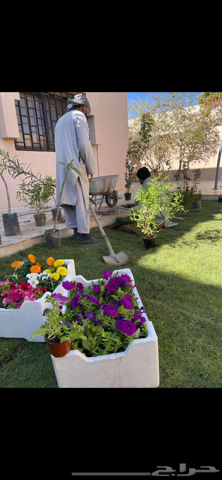 Landscaping and Tree Arrangement64459558052611113