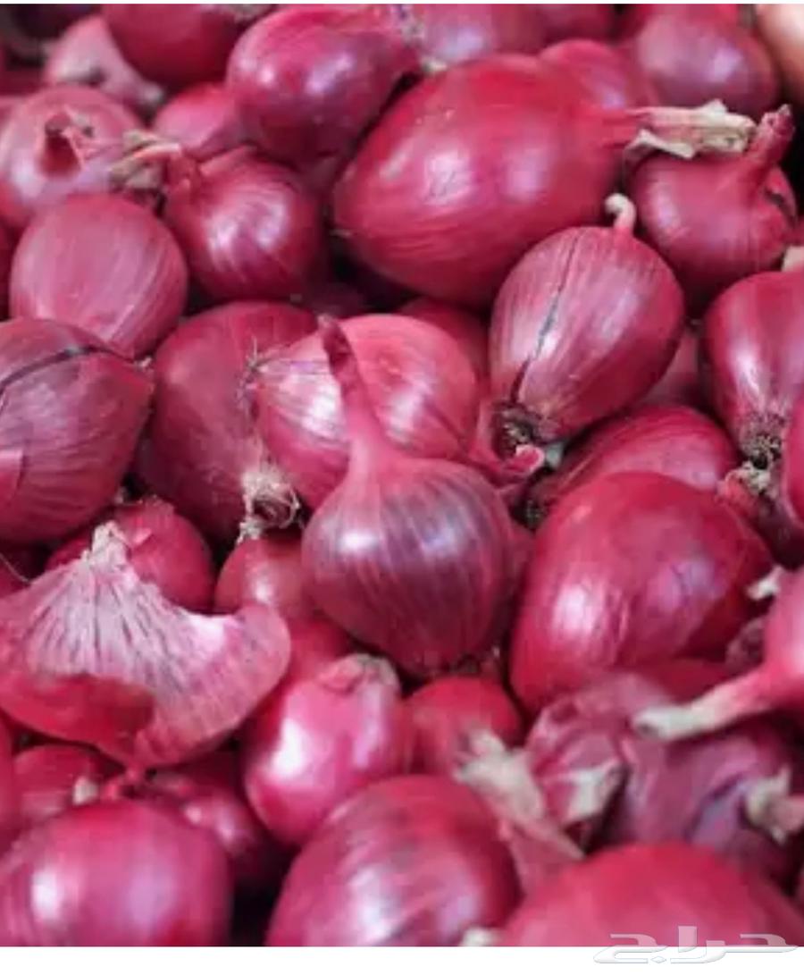 مطلوب بصل احمر نظيف64459867273347110