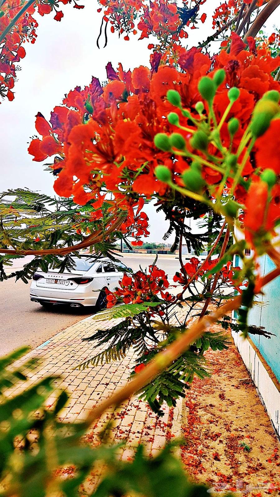 للمشاوير الخاصة أو سائق خاص64459759524099112