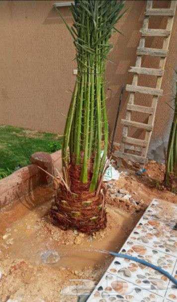 نخل للبيع خلاص مثمره وسكري وبرحي وواشنطن وتركيب شبوك64473899332995111