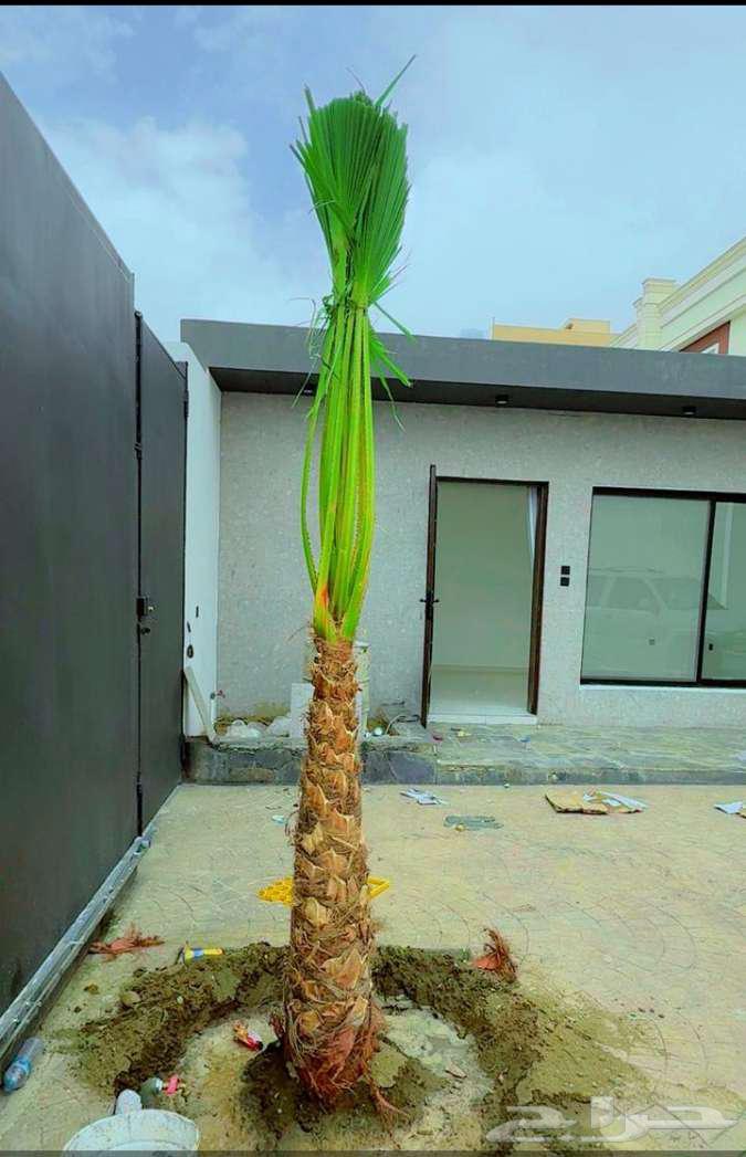 نخل للبيع خلاص مثمره وسكري وبرحي وواشنطن وتركيب شبوك64473899332995112