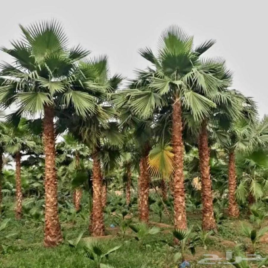 نخل للبيع خلاص مثمره وسكري وبرحي وواشنطن وتركيب شبوك64473899332995114