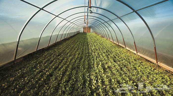 Greenhouses and Automatic Irrigation Networks Construction and Follow-up64474155475330114