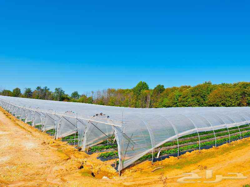 Greenhouses and Automatic Irrigation Networks Construction and Follow-up64474155475330113