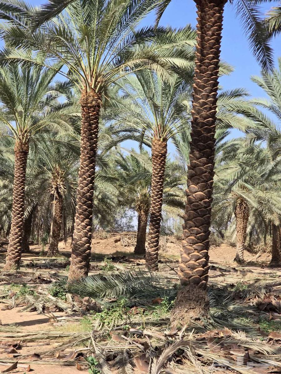 النخل العربي قلع وتوصيل داخل وخارج المملكه64486952011393110