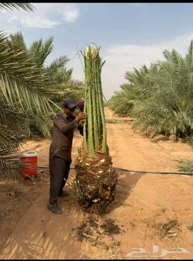 نخيل للبيع خلاص مثمره وسكري وبرحي وواشنطن وتركيب شبوك64481449163523110