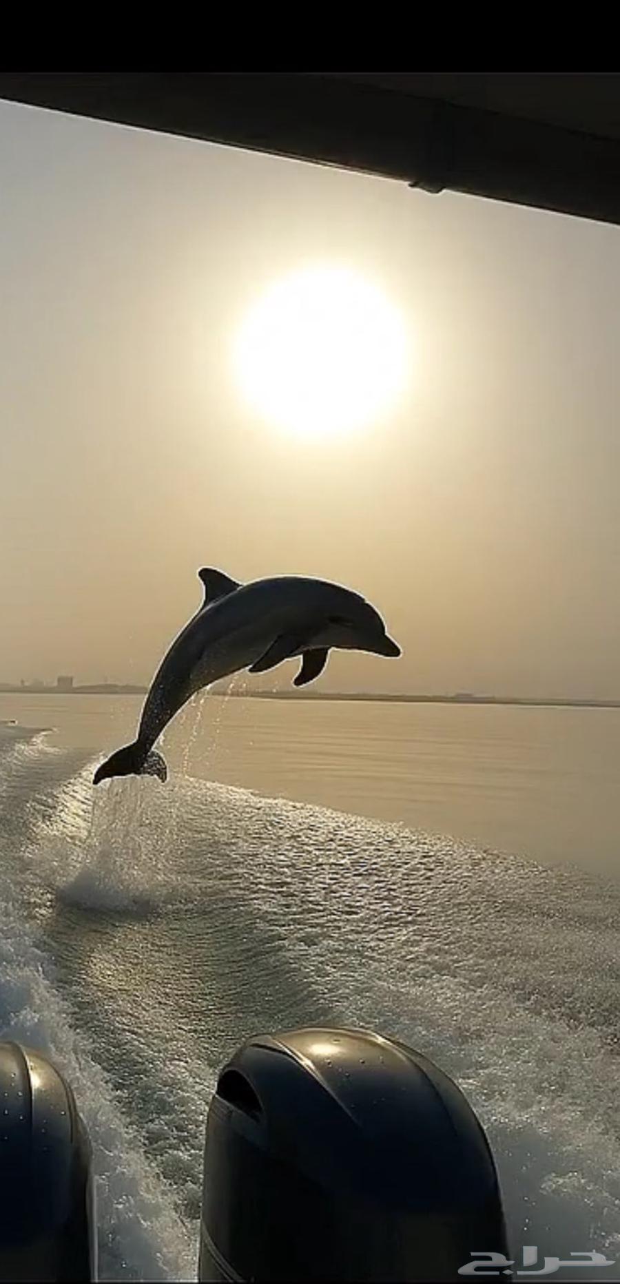 رحلات بحرية جزيرة بياضه64481448169601114