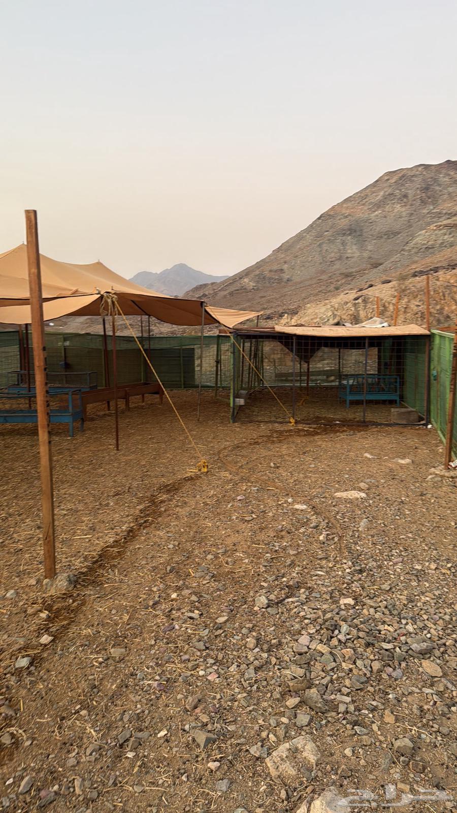 Shabaka Ghaneem and tanks, shades, and feeders for sale64501634261762112