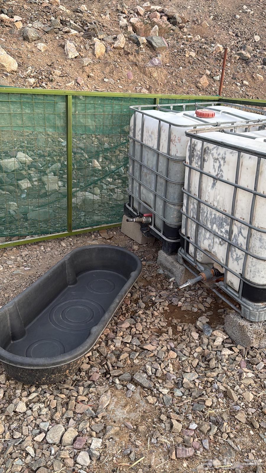 Shabaka Ghaneem and tanks, shades, and feeders for sale64501634261762114