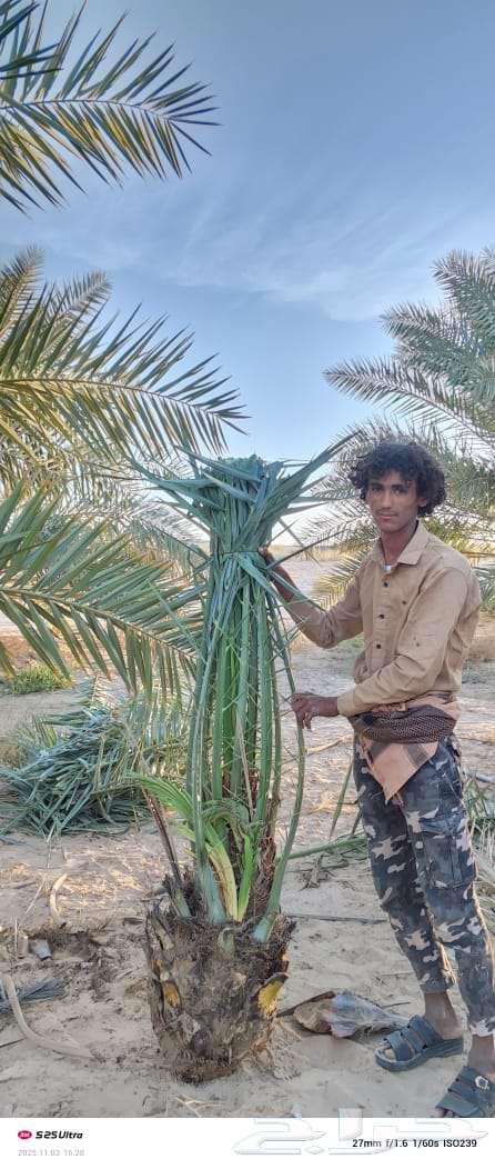 مقاول نخل عربي ونخل واشنطني وجميع انواع الاشجار64506331784833111