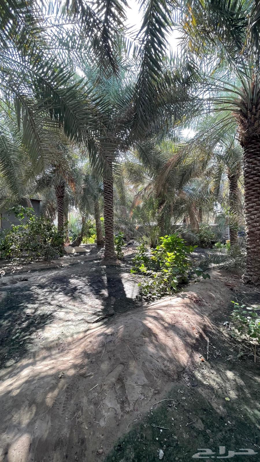 للبيع مزرعة وسكن الاحساء قرية الساباط64506263202945114