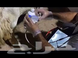 فحص سونار اغنام باحدث الاجهزه64518116407043110