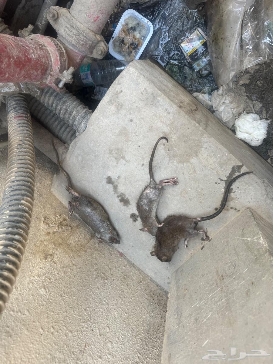 Home Cleaning Company in Al-Ahsa, Sofa, Carpet and Mat Cleaning in Al-Ahsa64518195026307113