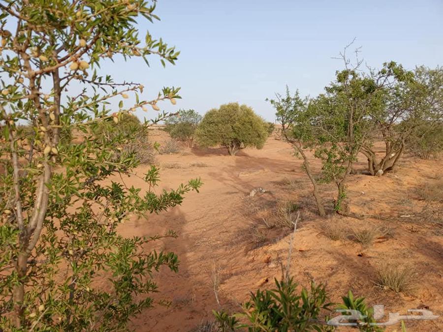 مزرعة للبيع