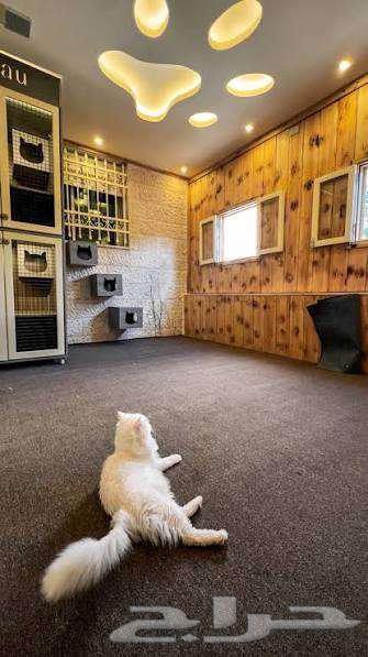 فندقة قطط فندق للقطط64538738320770111