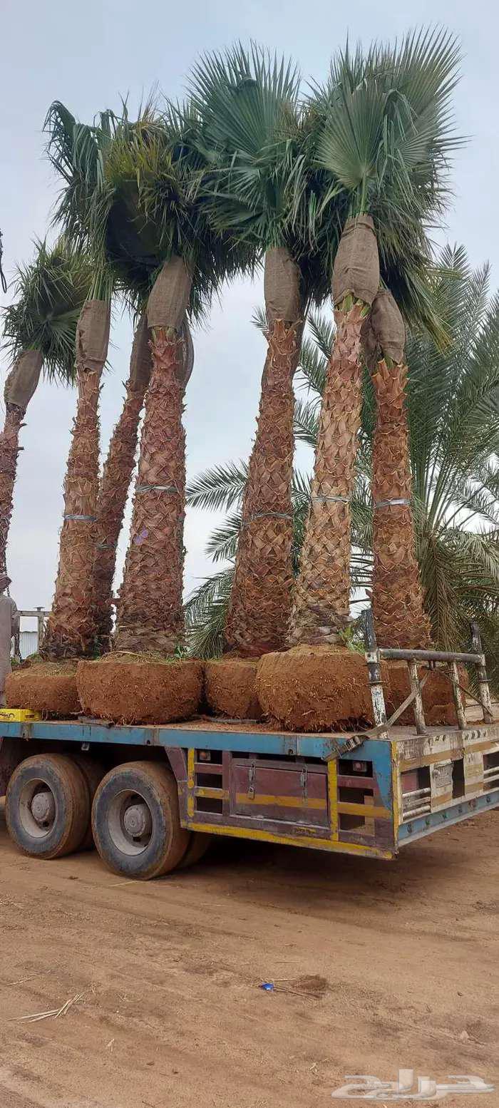 نخل واشنطن للبيع64563219894401110