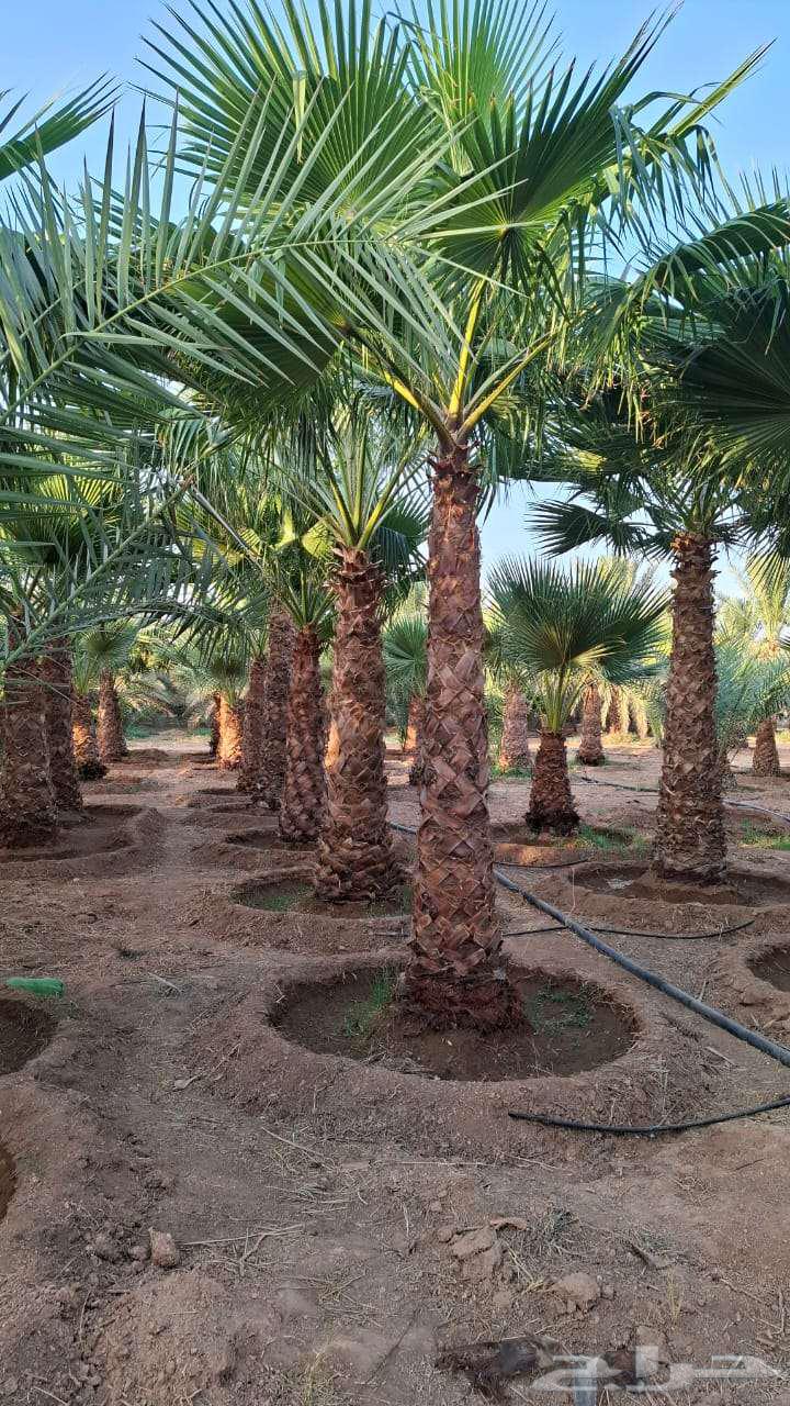 نخل واشنطن للبيع64563219894401114