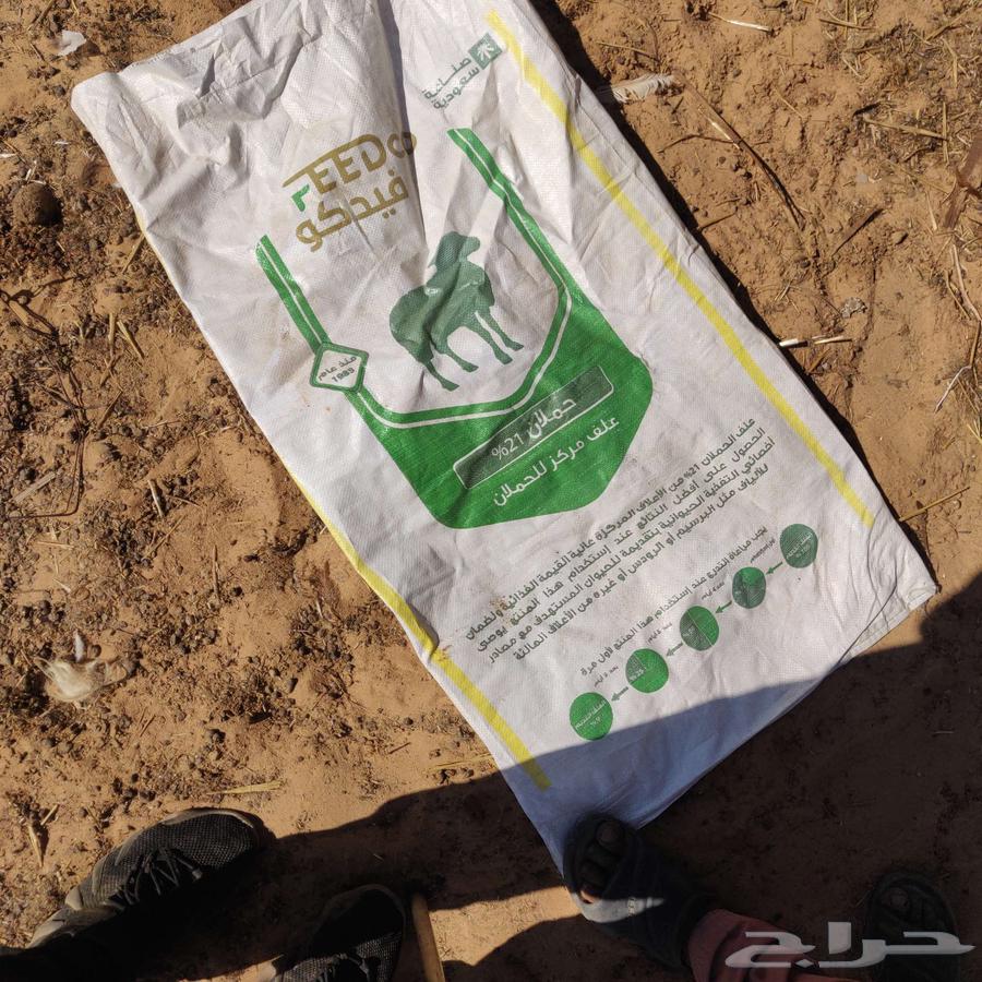 سوق الاغنام ببريدة64563235476738110