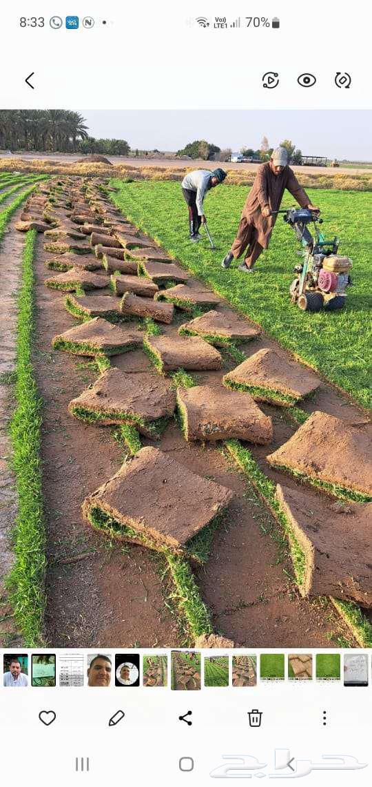 Natural Grass Artificial Grass64563438560898110