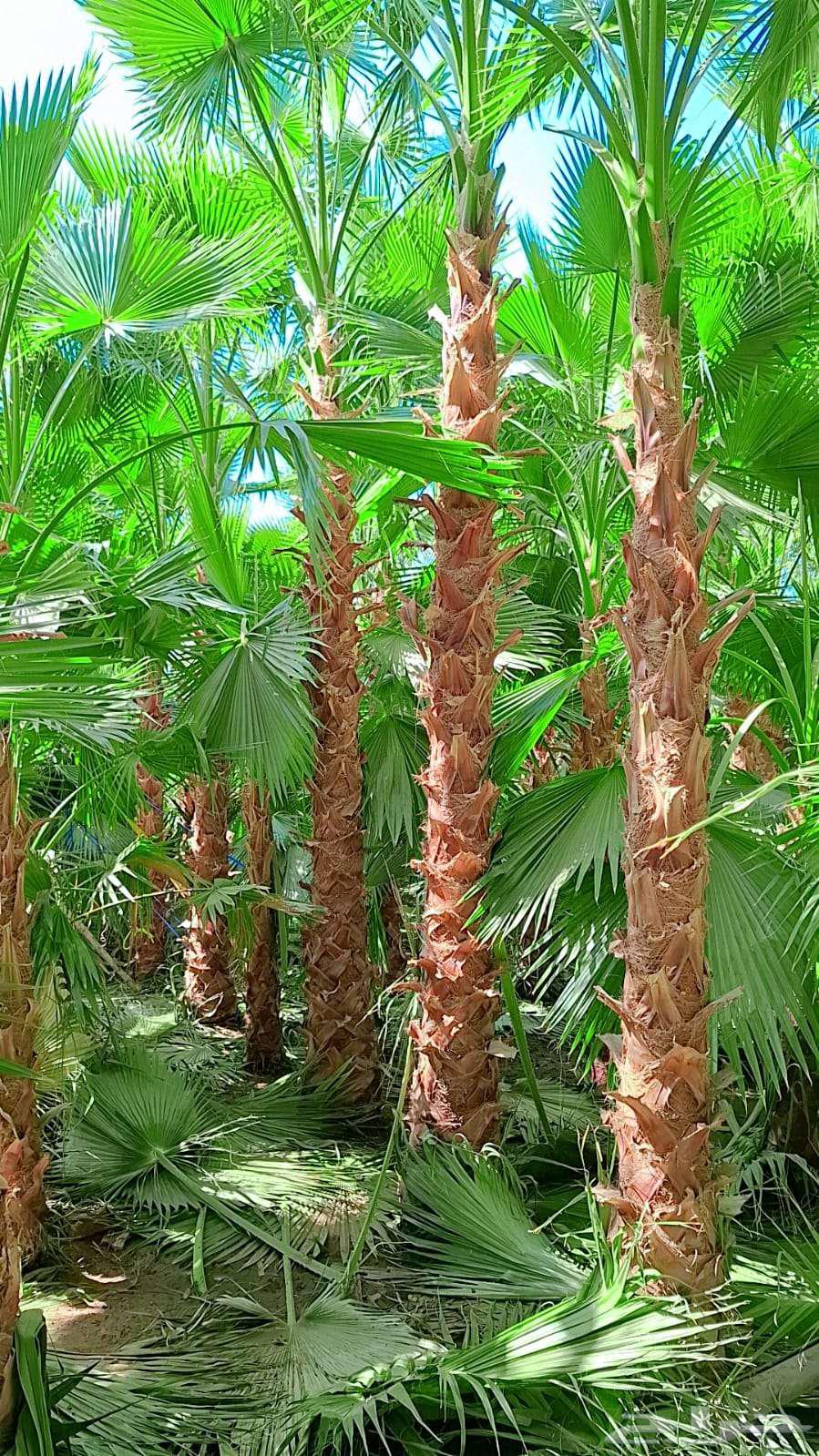 Natural Grass Artificial Grass64563438560898111