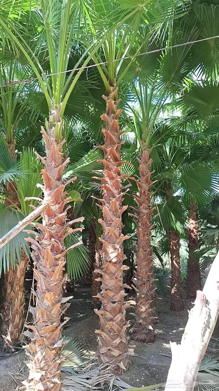 Natural Grass Artificial Grass64563438560898113